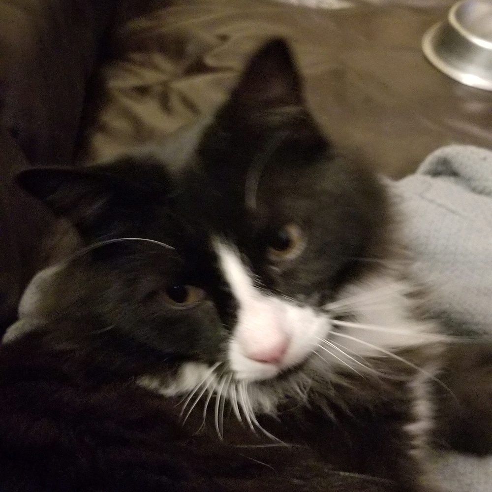 Meet your Posher, Brandy